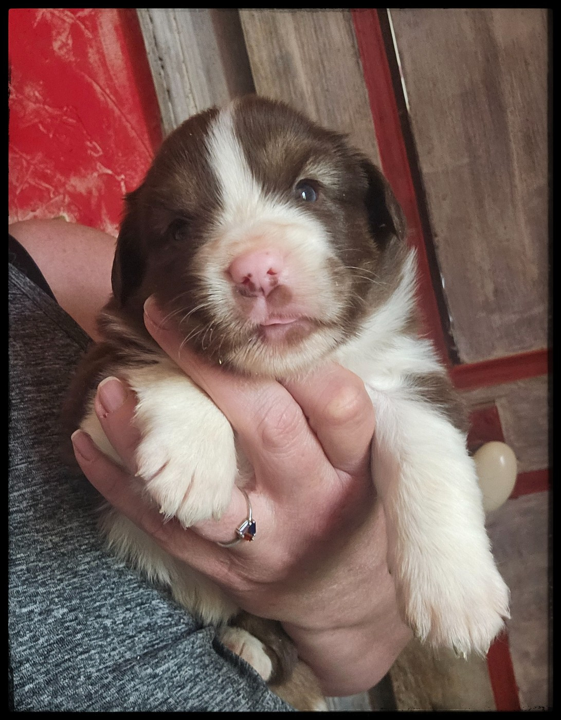 Du Diamant Des Neiges - Chiots disponibles - Berger Américain Miniature 