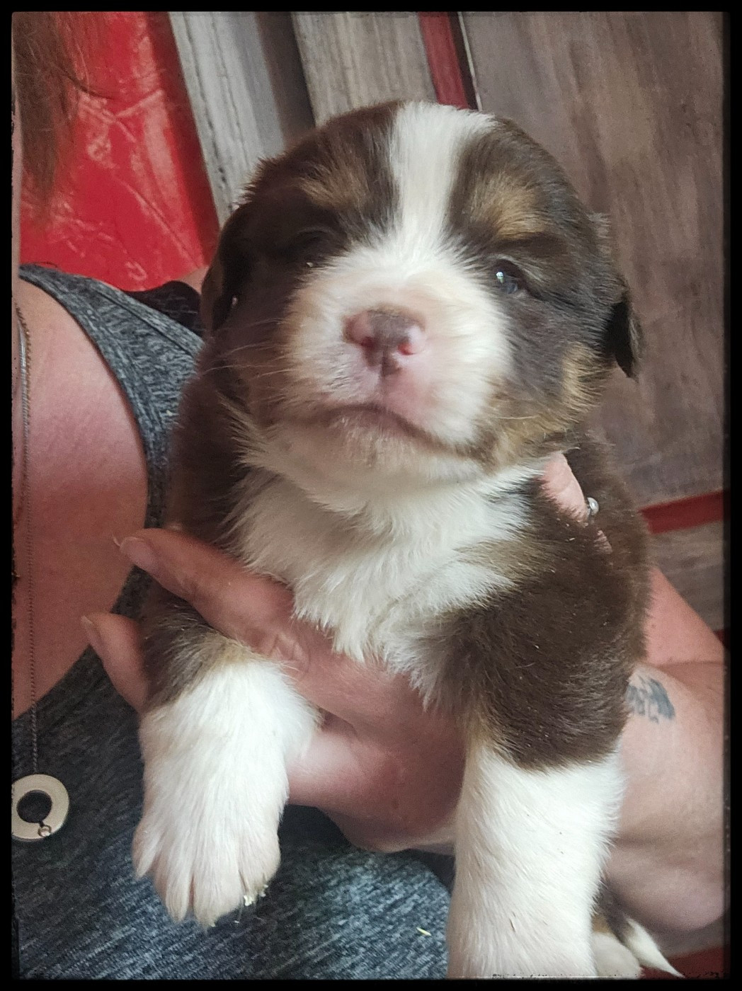 Du Diamant Des Neiges - Chiots disponibles - Berger Américain Miniature 