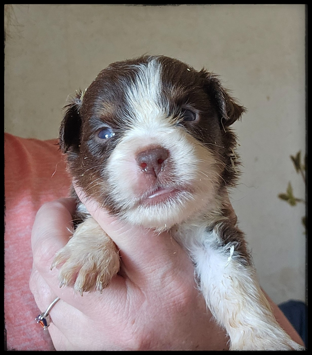 Du Diamant Des Neiges - Chiots disponibles - Berger Américain Miniature 