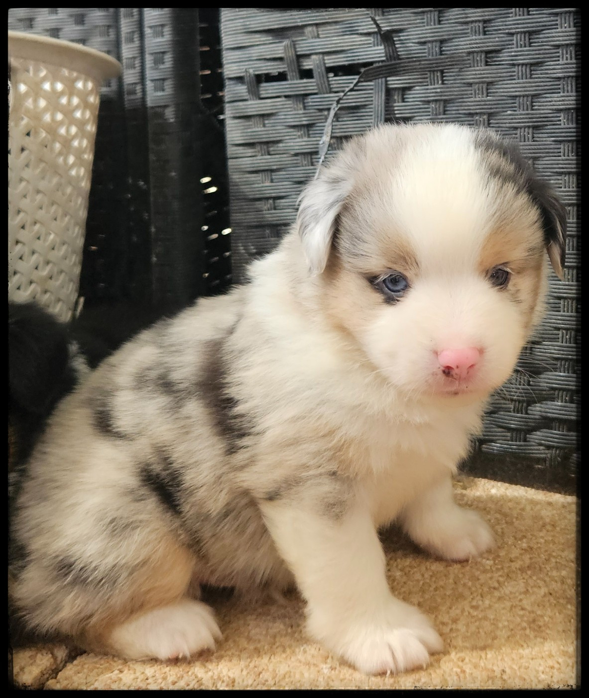 Du Diamant Des Neiges - Chiots disponibles - Berger Américain Miniature 