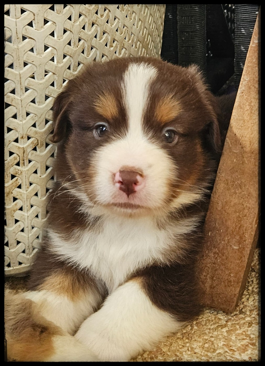 Du Diamant Des Neiges - Chiots disponibles - Berger Américain Miniature 