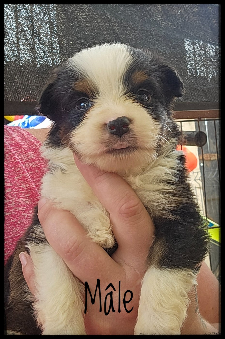 Du Diamant Des Neiges - Chiots disponibles - Berger Américain Miniature 