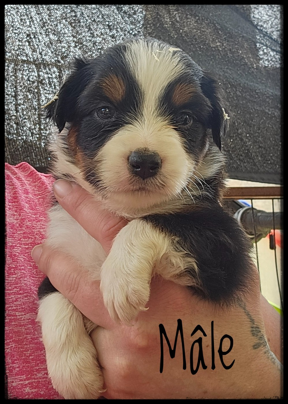 Du Diamant Des Neiges - Chiots disponibles - Berger Américain Miniature 