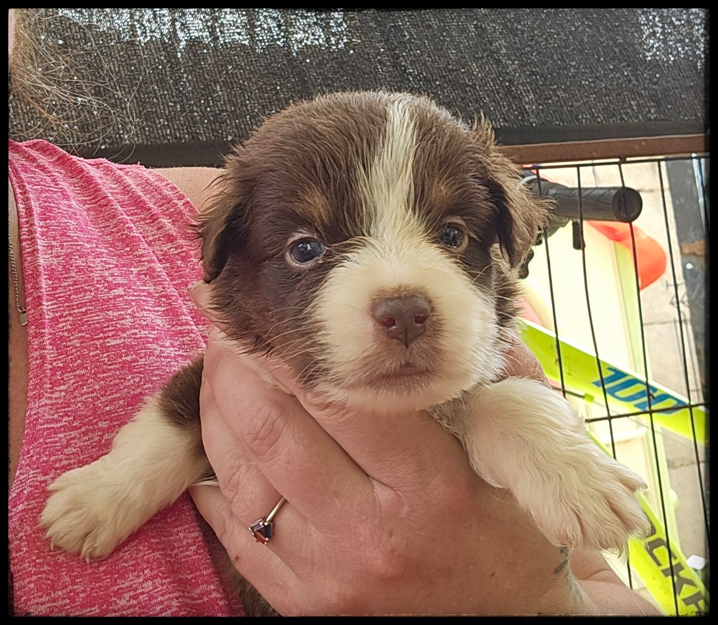 Du Diamant Des Neiges - Chiots disponibles - Berger Américain Miniature 