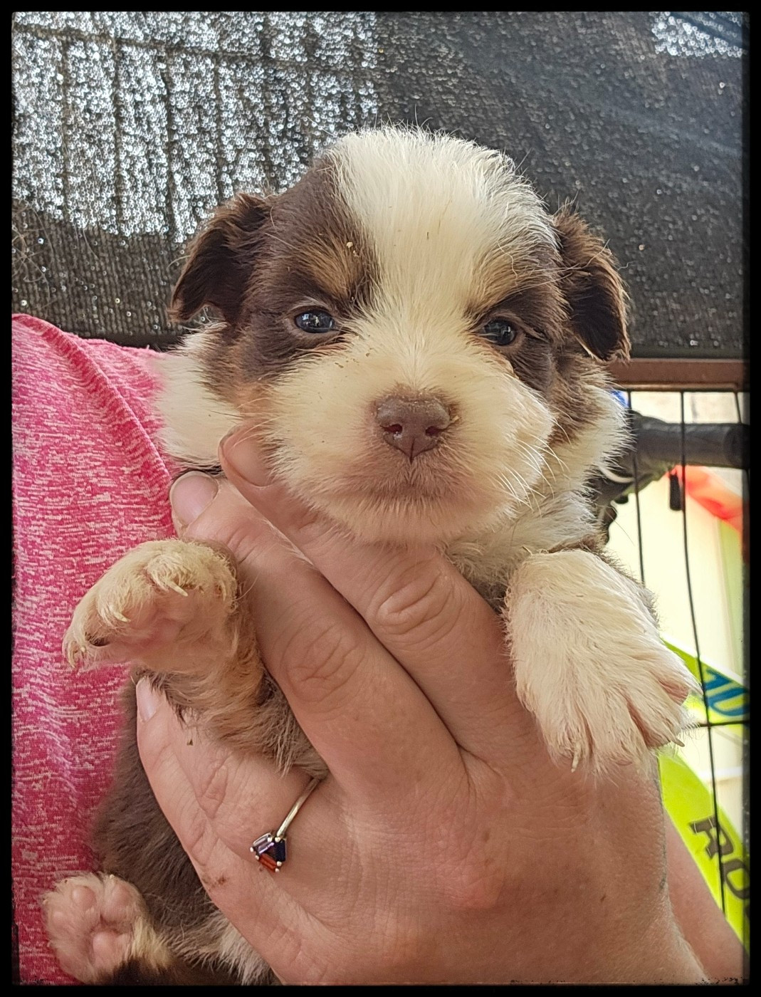 Du Diamant Des Neiges - Chiots disponibles - Berger Américain Miniature 