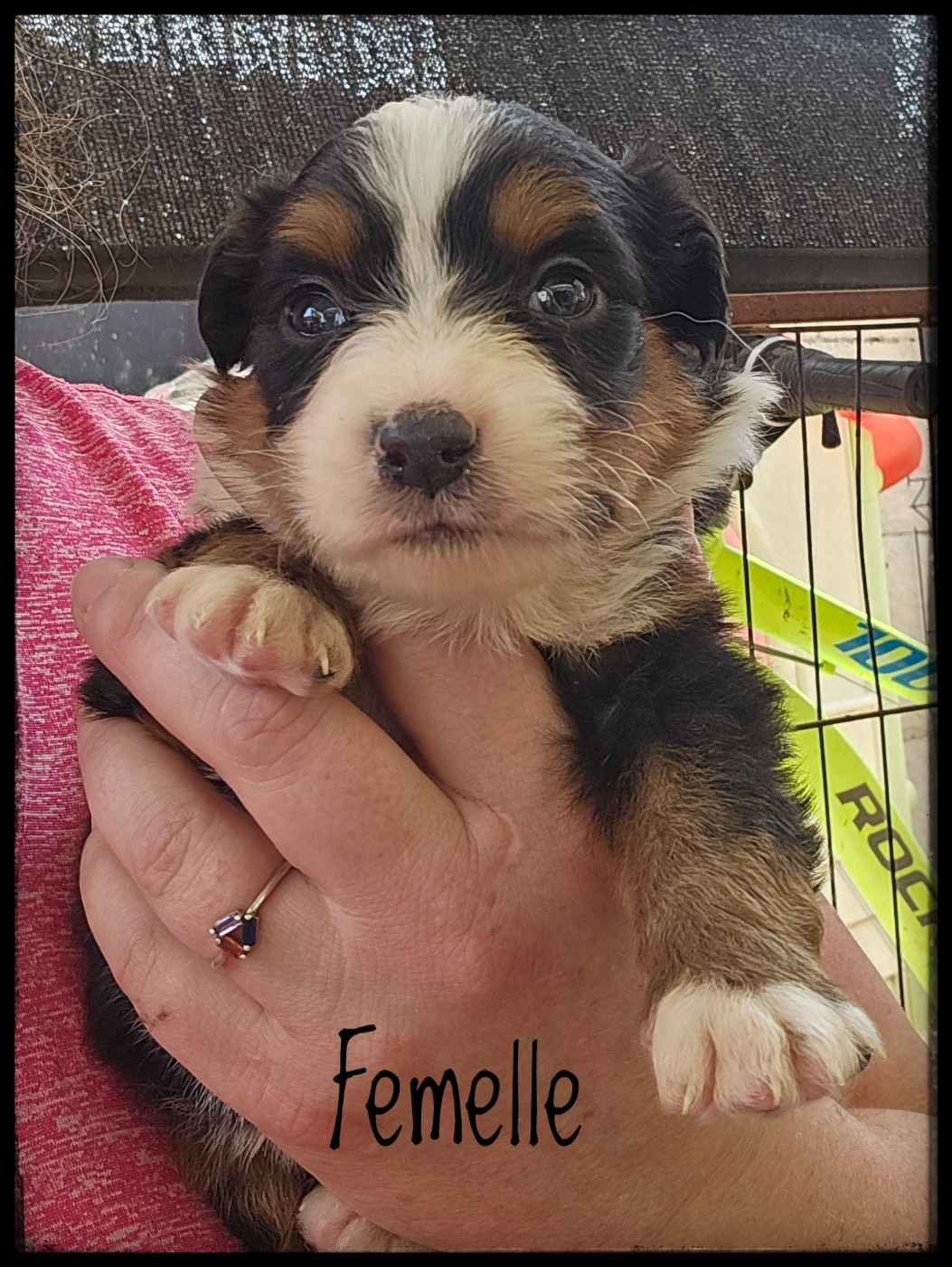 Du Diamant Des Neiges - Chiots disponibles - Berger Américain Miniature 