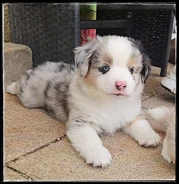 Du Diamant Des Neiges - Chiots disponibles - Berger Américain Miniature 