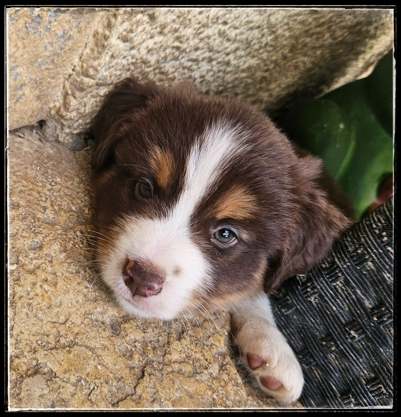 Du Diamant Des Neiges - Chiots disponibles - Berger Américain Miniature 