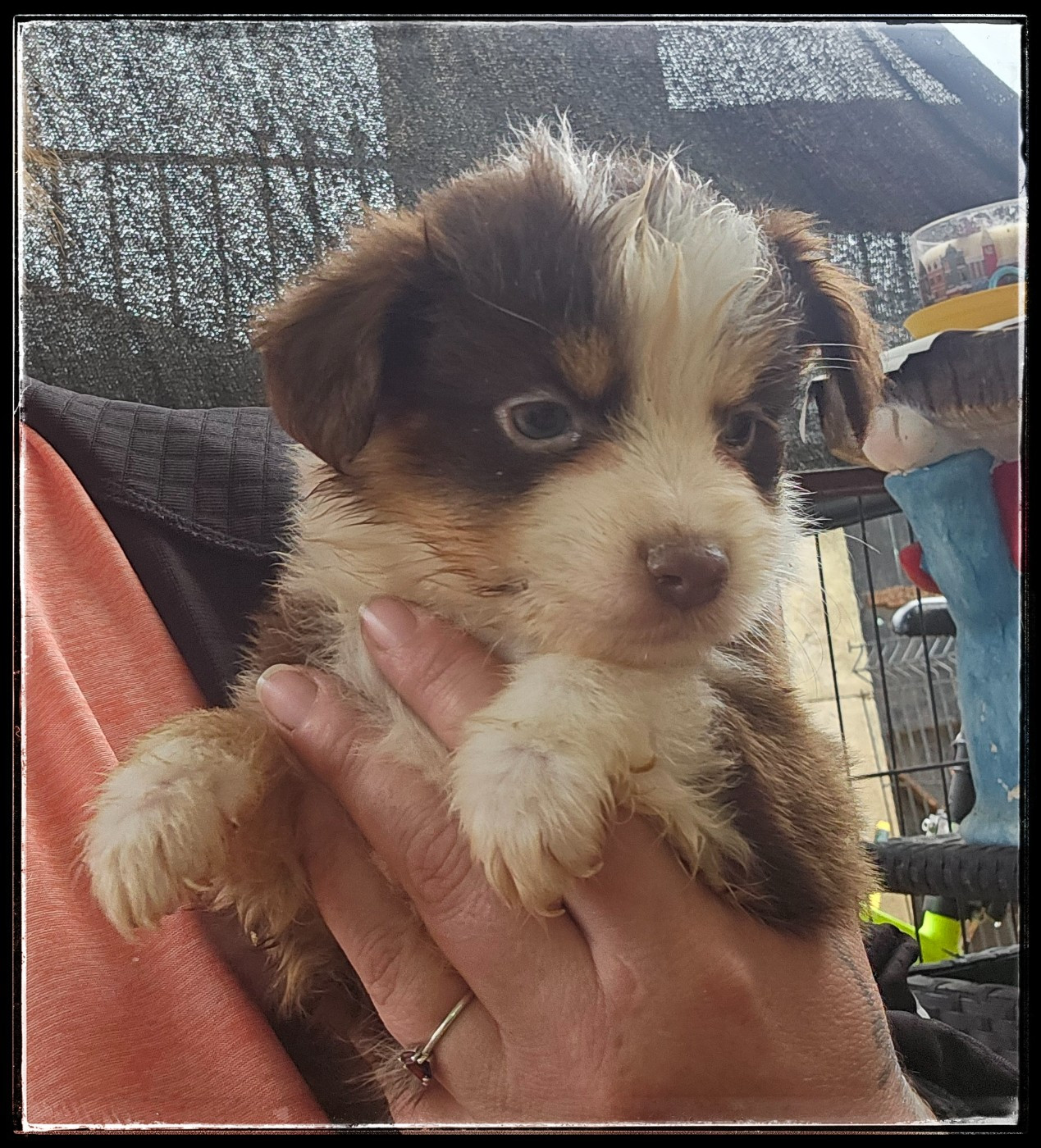 Du Diamant Des Neiges - Chiots disponibles - Berger Américain Miniature 