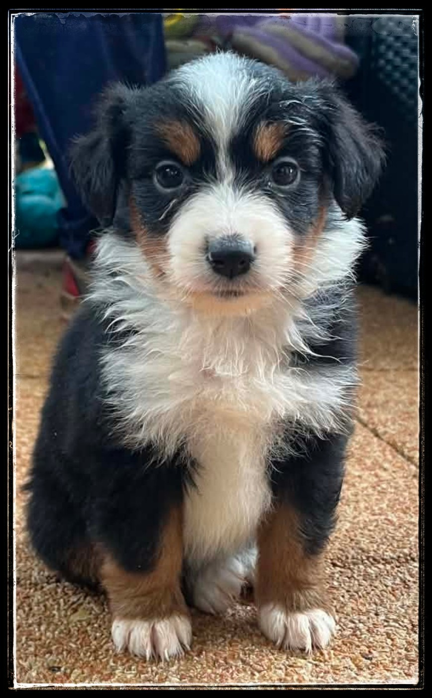 Du Diamant Des Neiges - Chiots disponibles - Berger Américain Miniature 