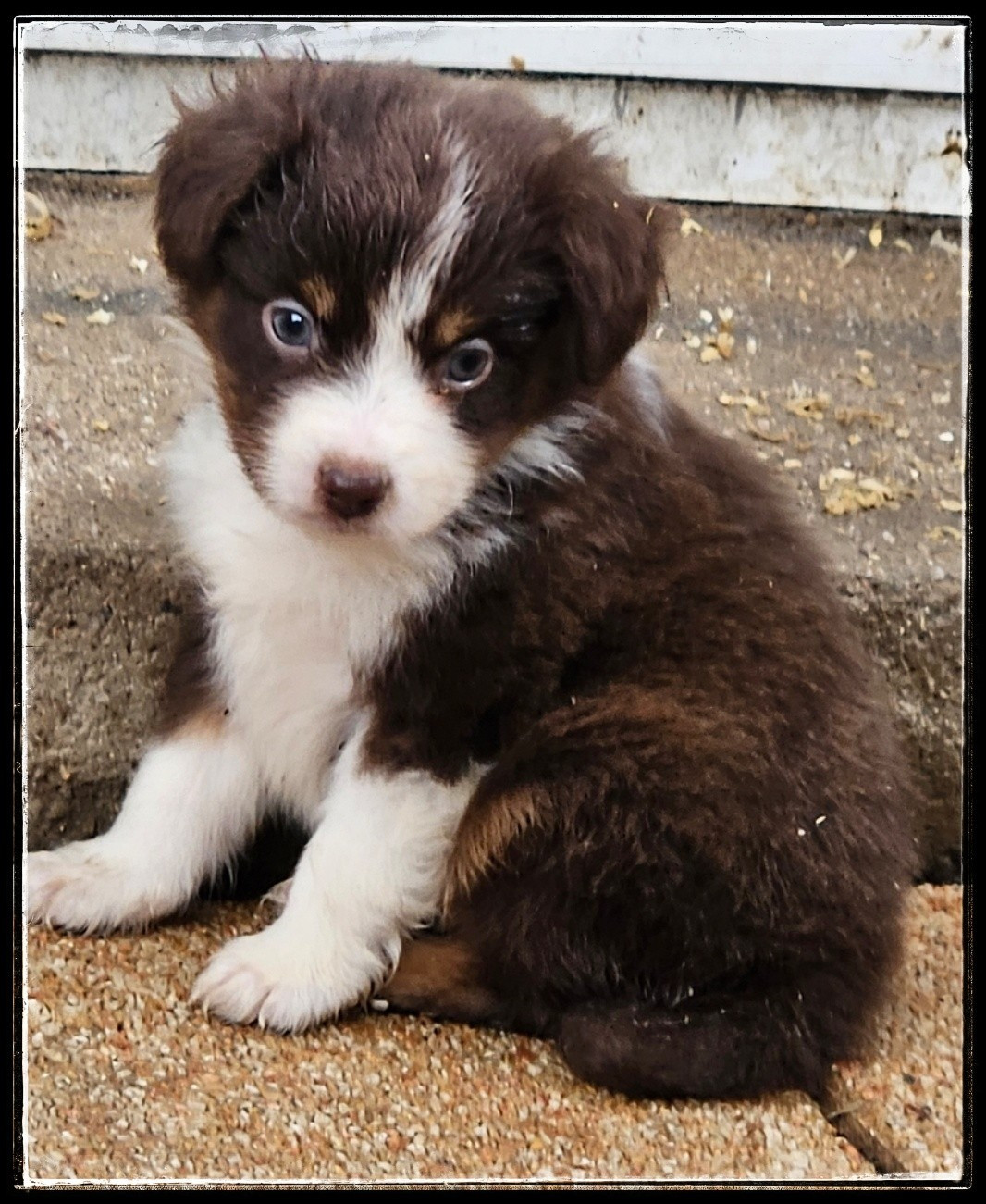 Du Diamant Des Neiges - Chiots disponibles - Berger Américain Miniature 