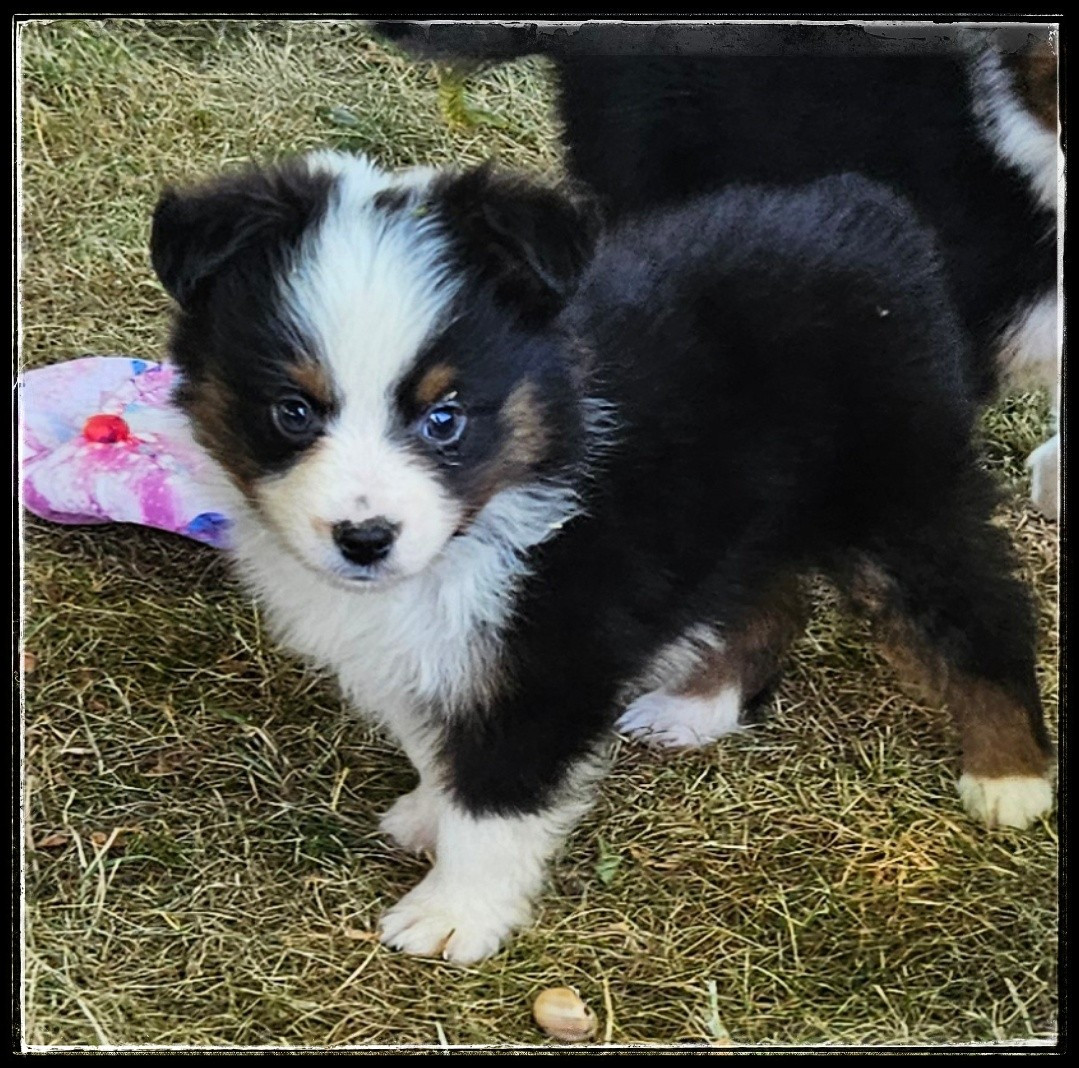 Du Diamant Des Neiges - Chiots disponibles - Berger Américain Miniature 