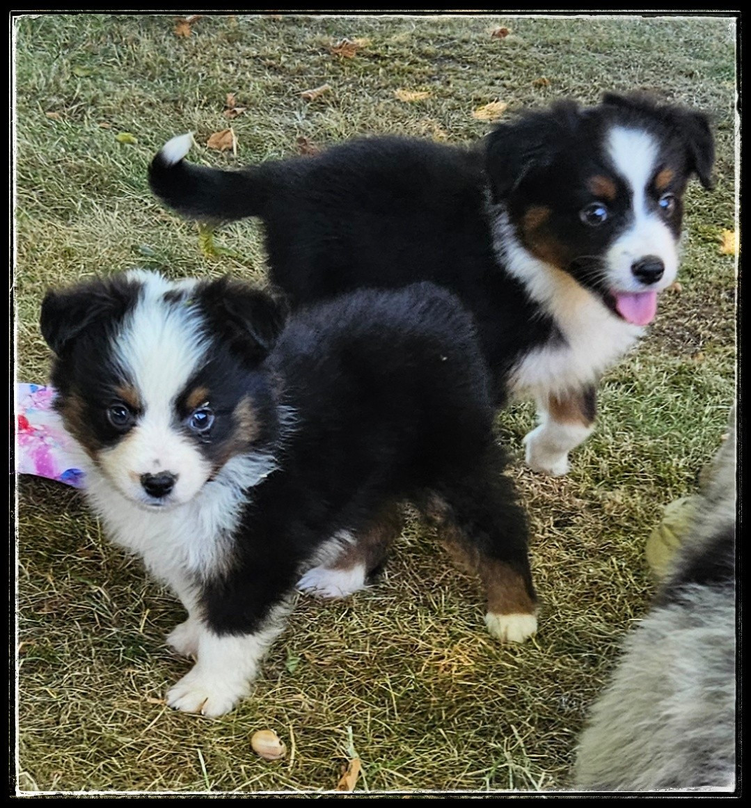 Du Diamant Des Neiges - Chiots disponibles - Berger Américain Miniature 