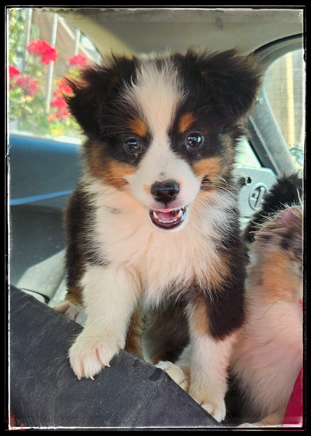 Du Diamant Des Neiges - Chiots disponibles - Berger Américain Miniature 