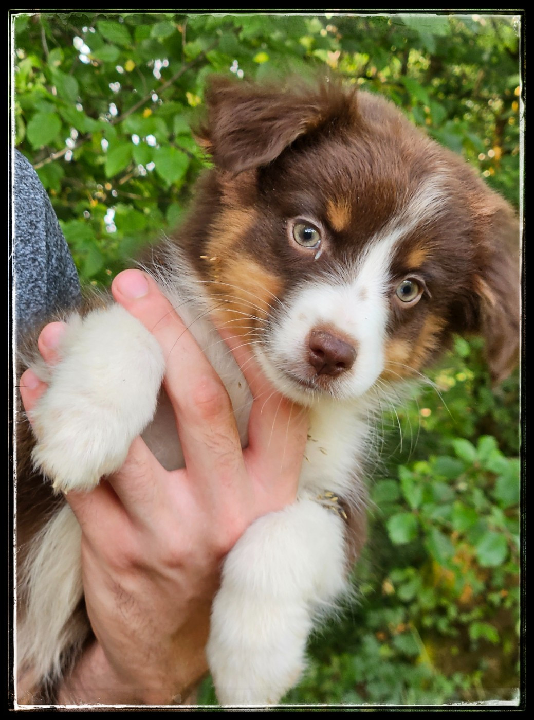 Du Diamant Des Neiges - Chiots disponibles - Berger Américain Miniature 