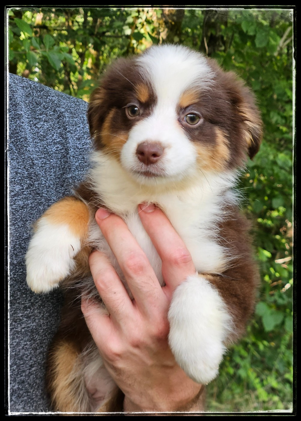Du Diamant Des Neiges - Chiots disponibles - Berger Américain Miniature 