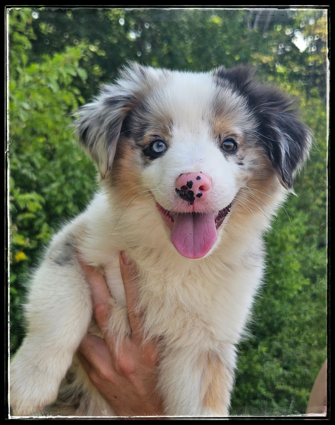 Du Diamant Des Neiges - Chiots disponibles - Berger Américain Miniature 
