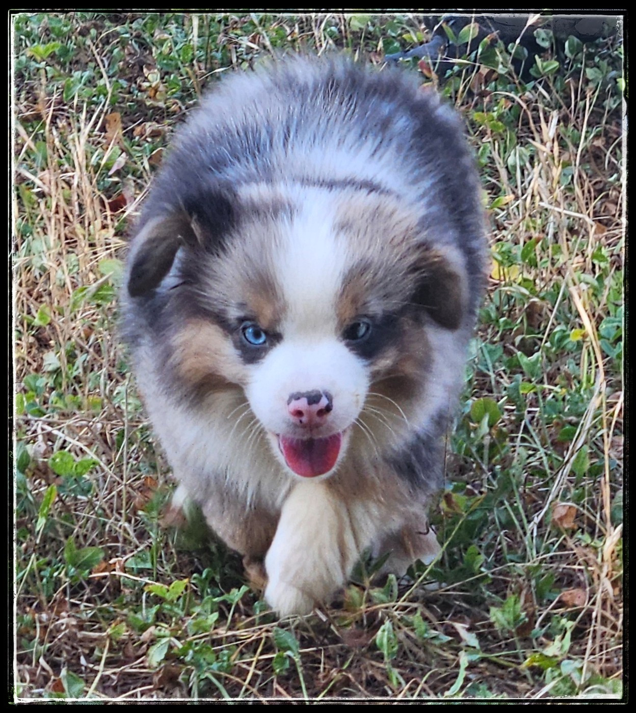 Du Diamant Des Neiges - Chiots disponibles - Berger Américain Miniature 