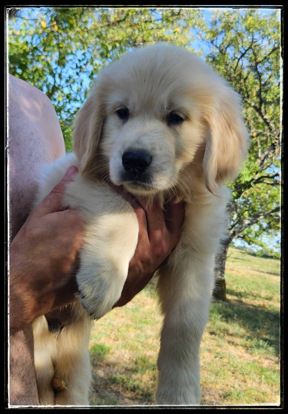 Du Diamant Des Neiges - Chiots disponibles - Golden Retriever