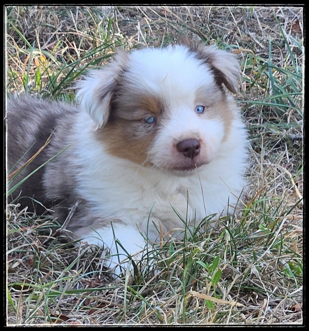 Du Diamant Des Neiges - Chiots disponibles - Berger Américain Miniature 