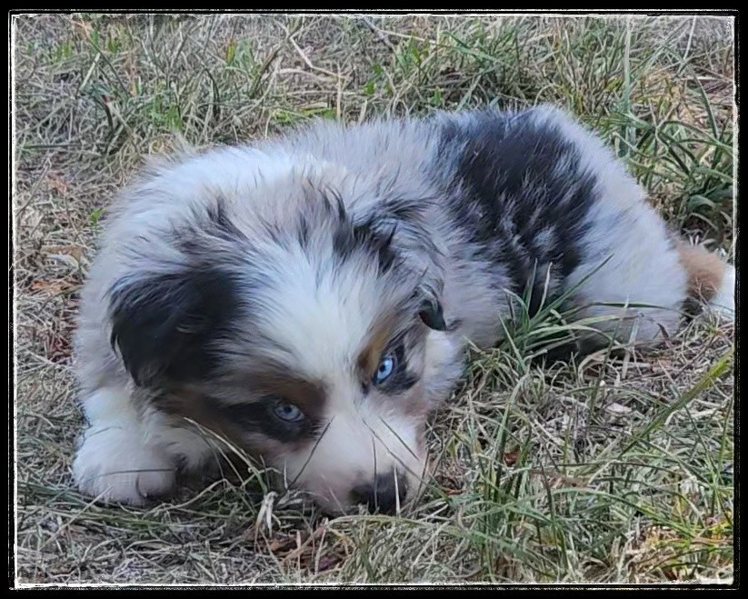Du Diamant Des Neiges - Chiots disponibles - Berger Américain Miniature 