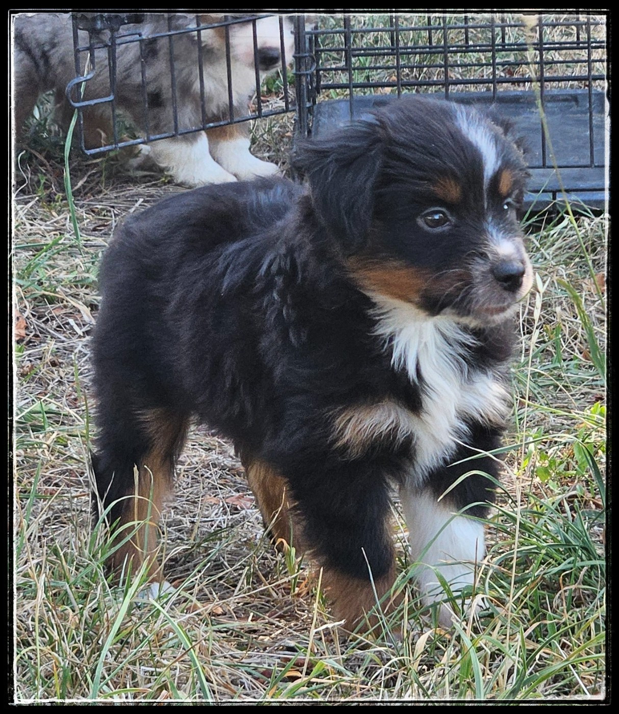 Du Diamant Des Neiges - Chiots disponibles - Berger Américain Miniature 