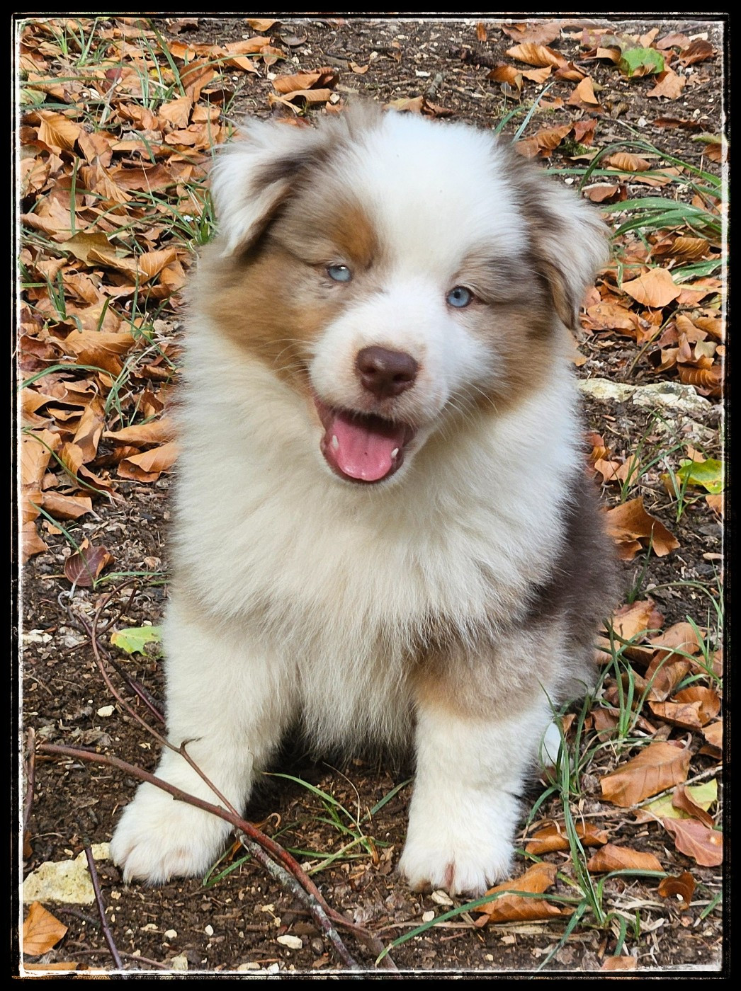 Du Diamant Des Neiges - Chiots disponibles - Berger Américain Miniature 