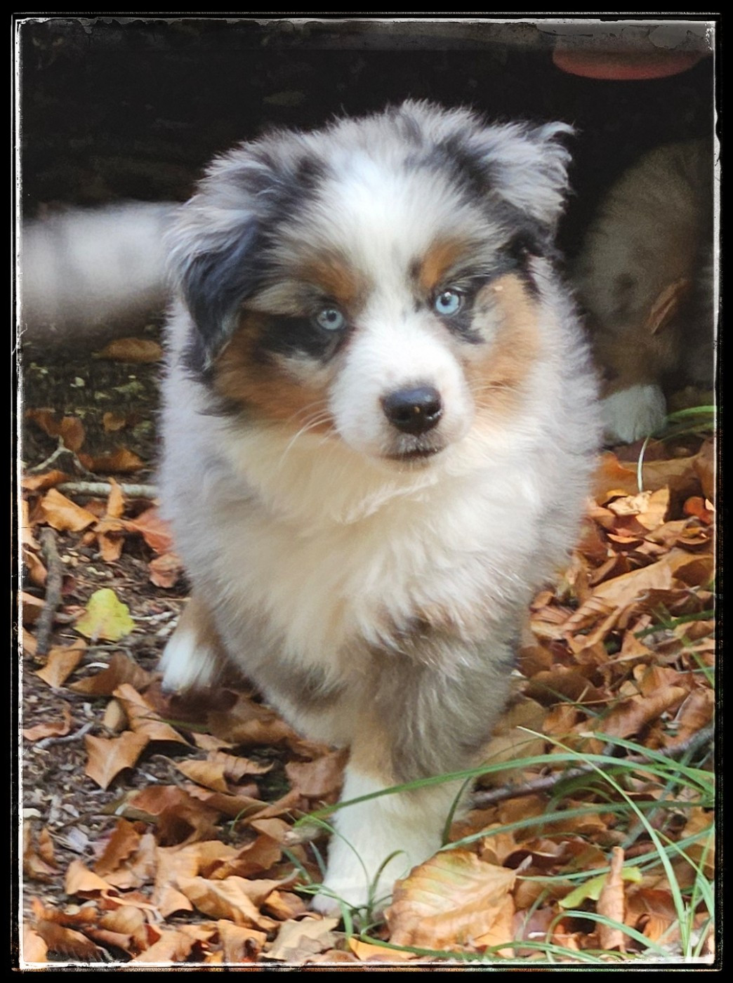 Du Diamant Des Neiges - Chiots disponibles - Berger Américain Miniature 