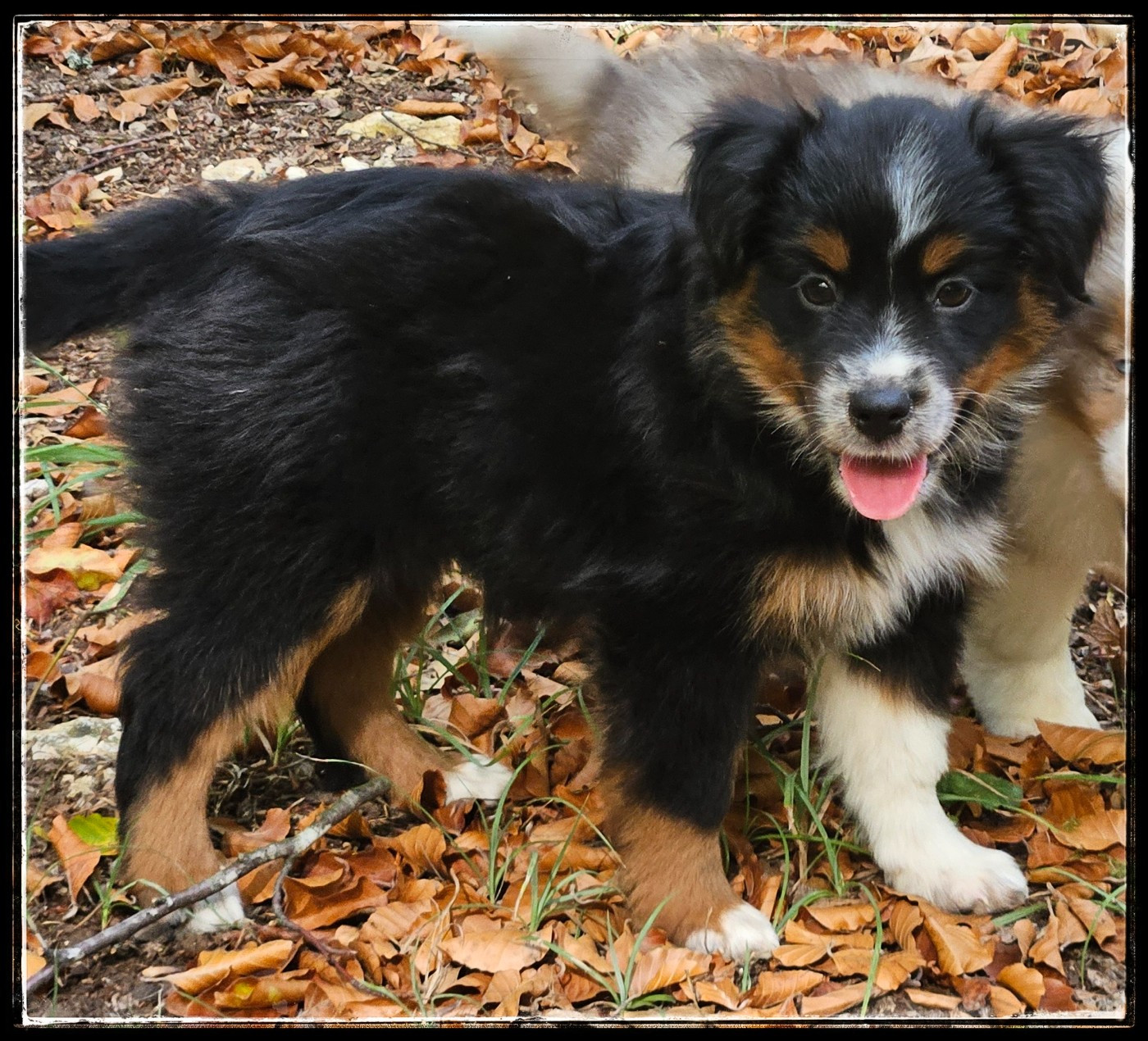 Du Diamant Des Neiges - Chiots disponibles - Berger Américain Miniature 