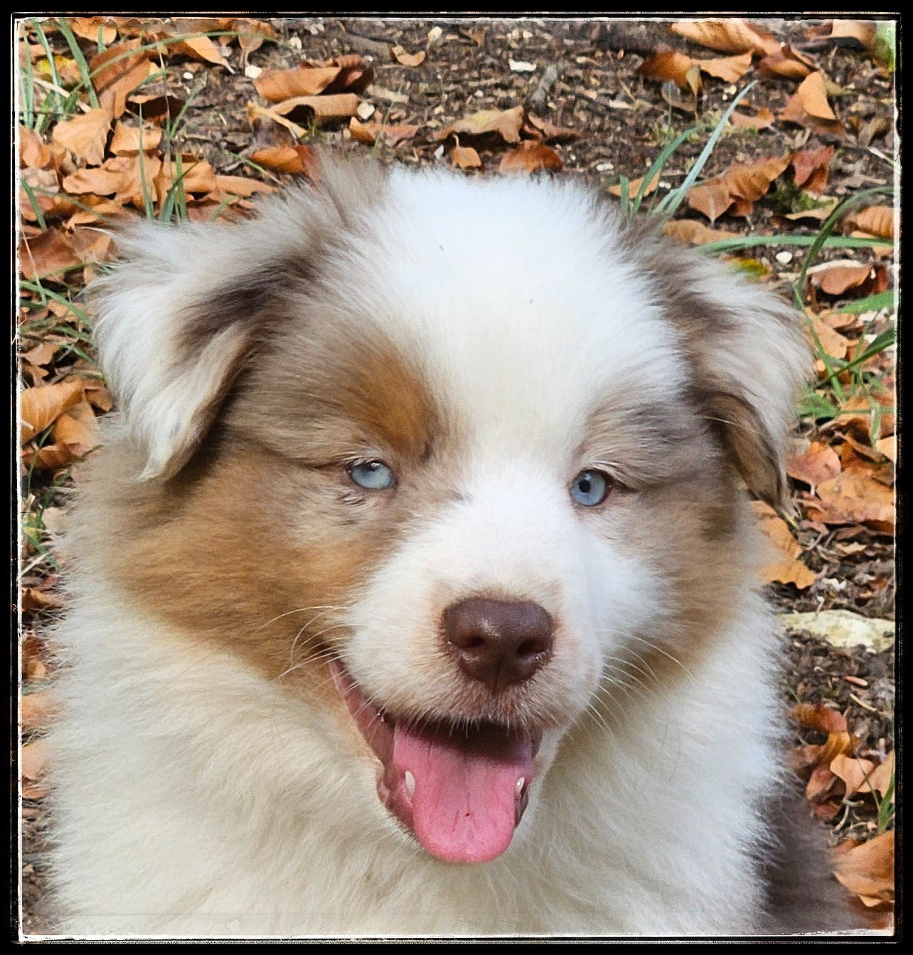 Du Diamant Des Neiges - Chiots disponibles - Berger Américain Miniature 