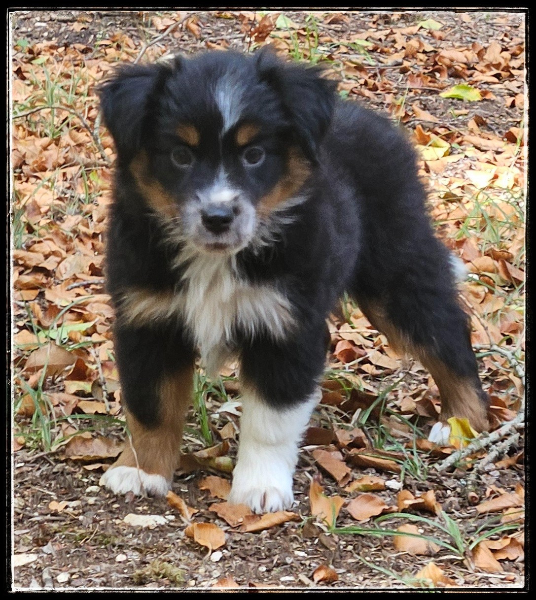 Du Diamant Des Neiges - Chiots disponibles - Berger Américain Miniature 