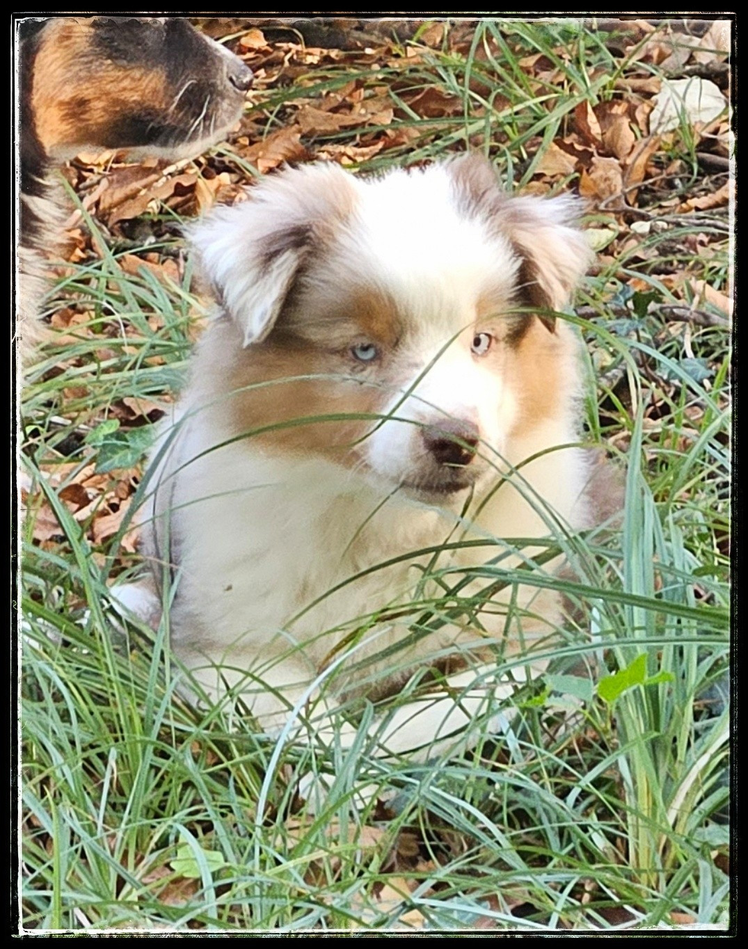 Du Diamant Des Neiges - Chiots disponibles - Berger Américain Miniature 