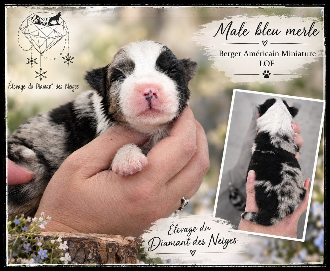Du Diamant Des Neiges - Chiots disponibles - Berger Américain Miniature 