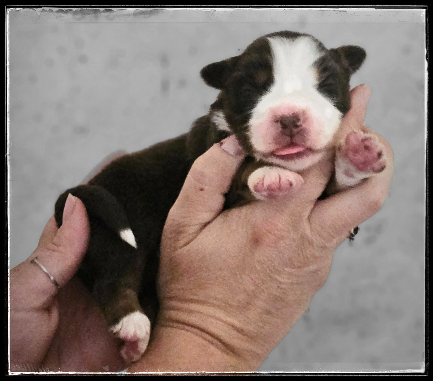 Du Diamant Des Neiges - Chiots disponibles - Berger Américain Miniature 