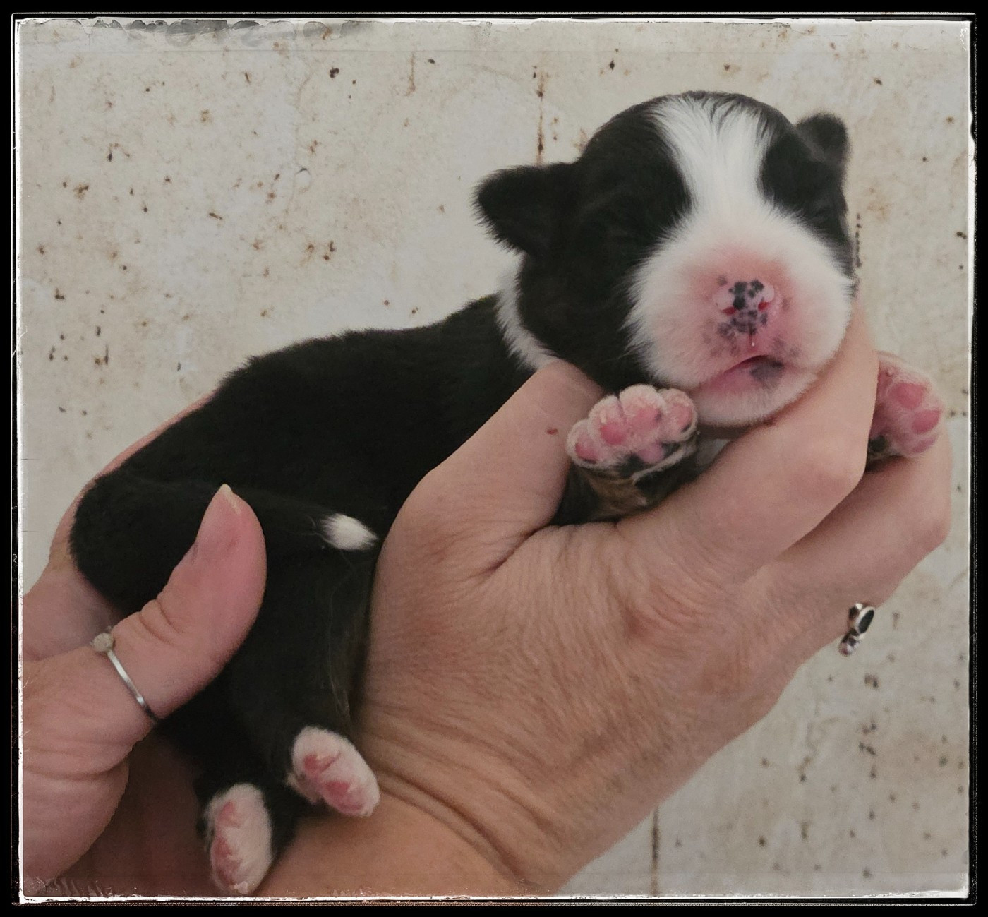 Du Diamant Des Neiges - Chiots disponibles - Berger Américain Miniature 