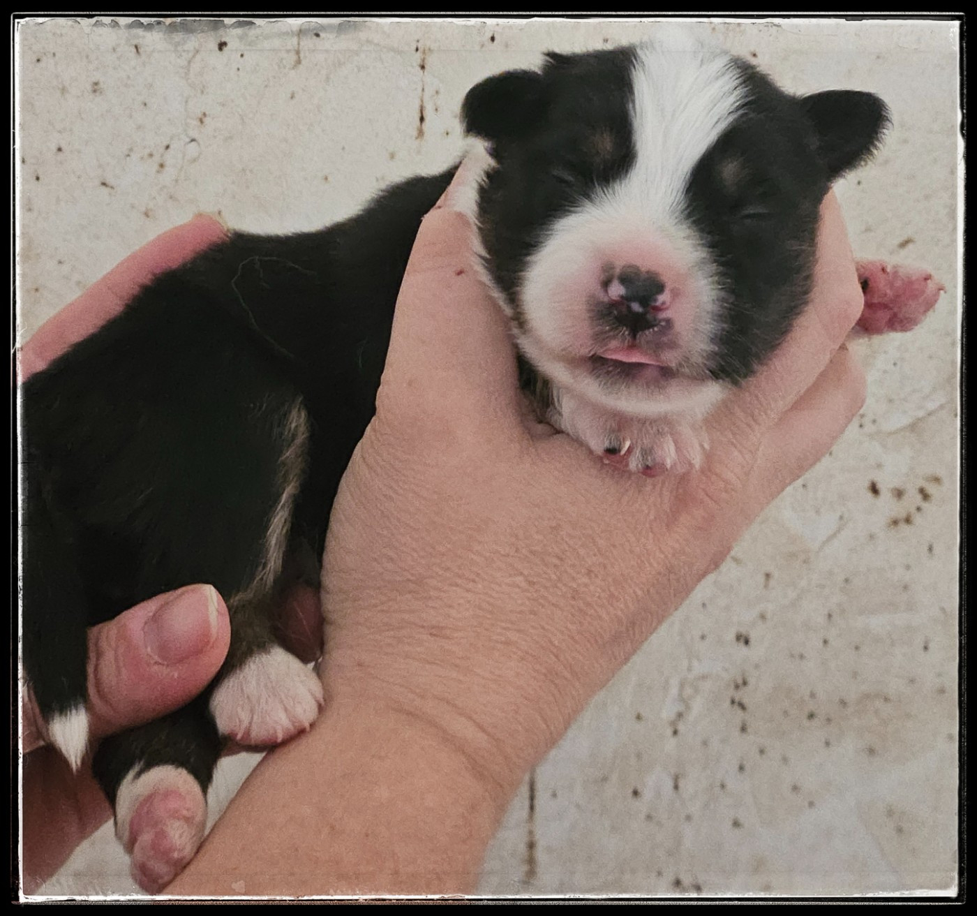 Du Diamant Des Neiges - Chiots disponibles - Berger Américain Miniature 