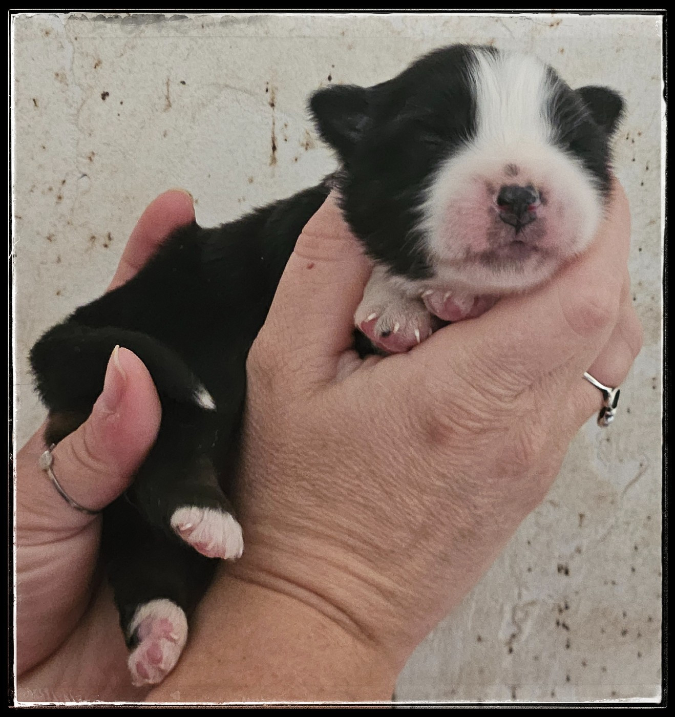 Du Diamant Des Neiges - Chiots disponibles - Berger Américain Miniature 