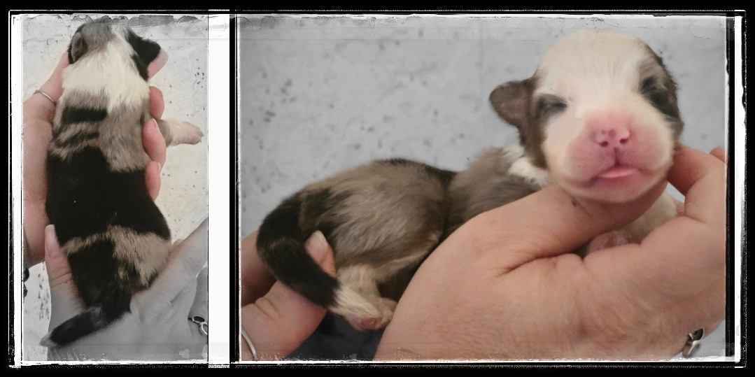 Du Diamant Des Neiges - Chiots disponibles - Berger Américain Miniature 