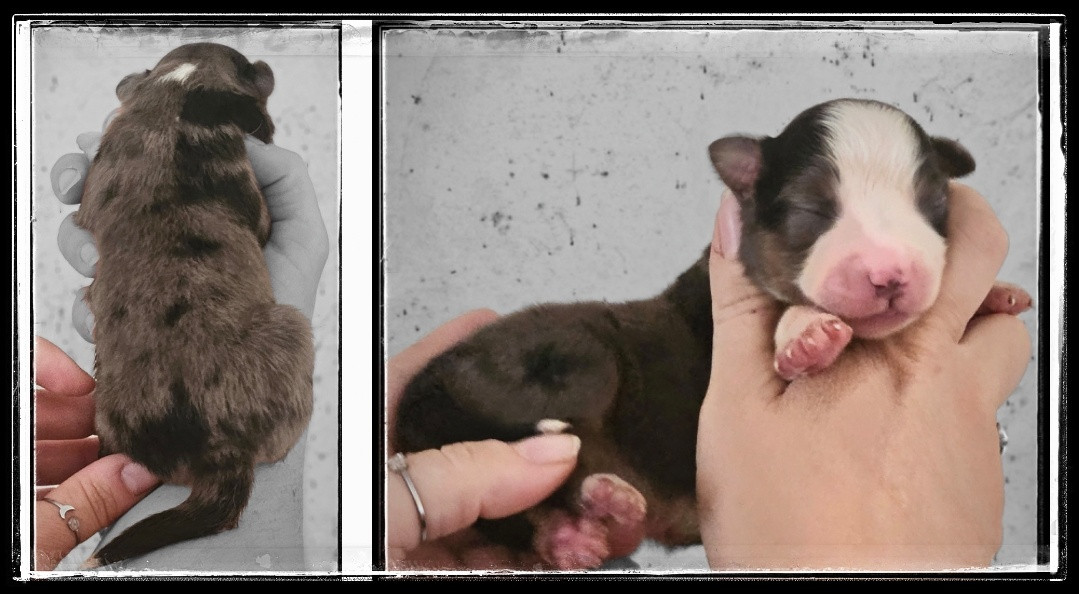 Du Diamant Des Neiges - Chiots disponibles - Berger Américain Miniature 