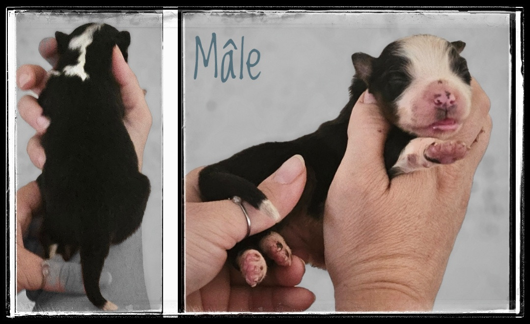 Du Diamant Des Neiges - Chiots disponibles - Berger Américain Miniature 