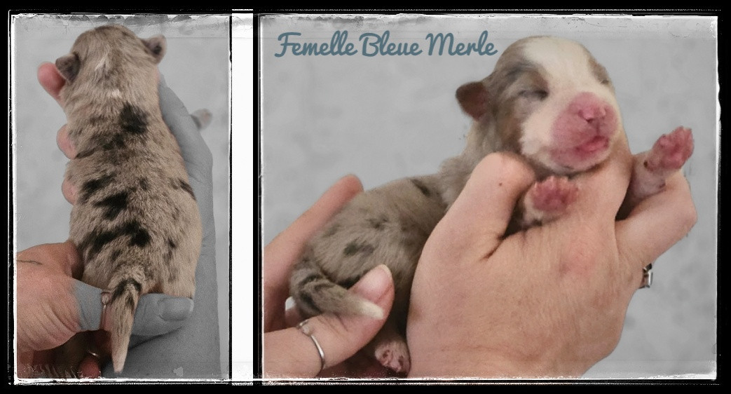 Du Diamant Des Neiges - Chiots disponibles - Berger Américain Miniature 