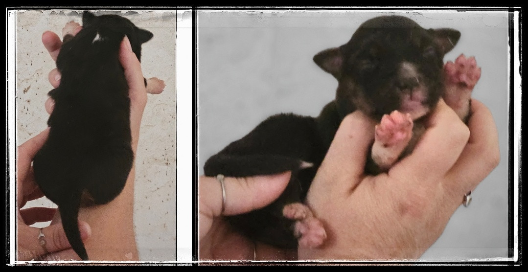 Du Diamant Des Neiges - Chiots disponibles - Berger Américain Miniature 