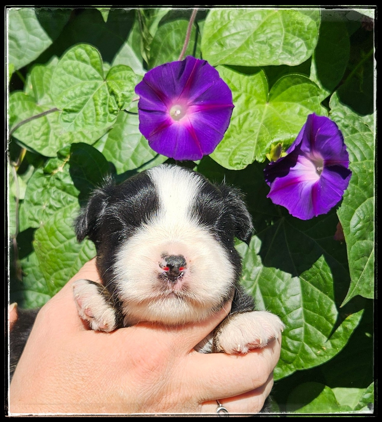 Du Diamant Des Neiges - Chiots disponibles - Berger Américain Miniature 
