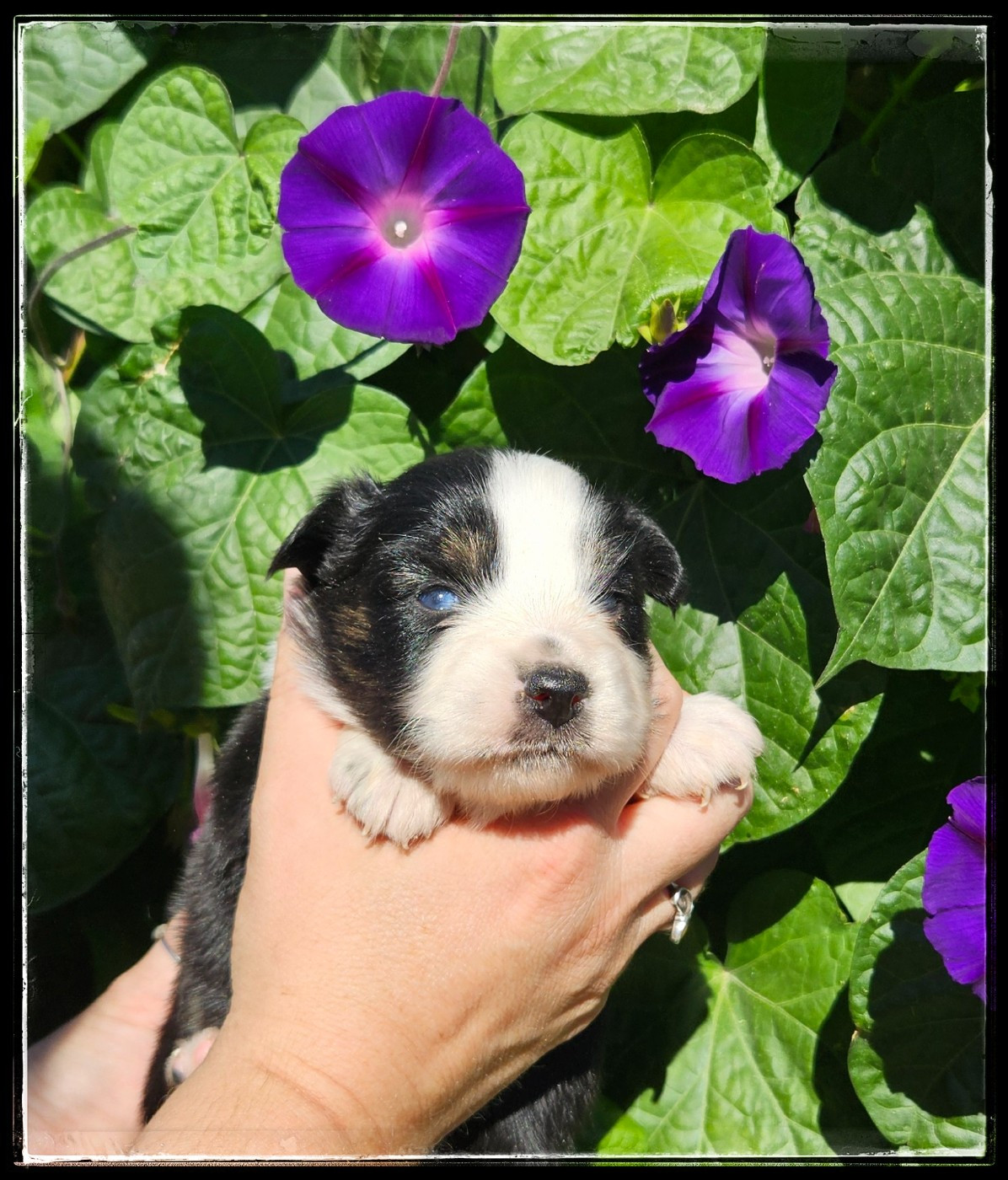 Du Diamant Des Neiges - Chiots disponibles - Berger Américain Miniature 