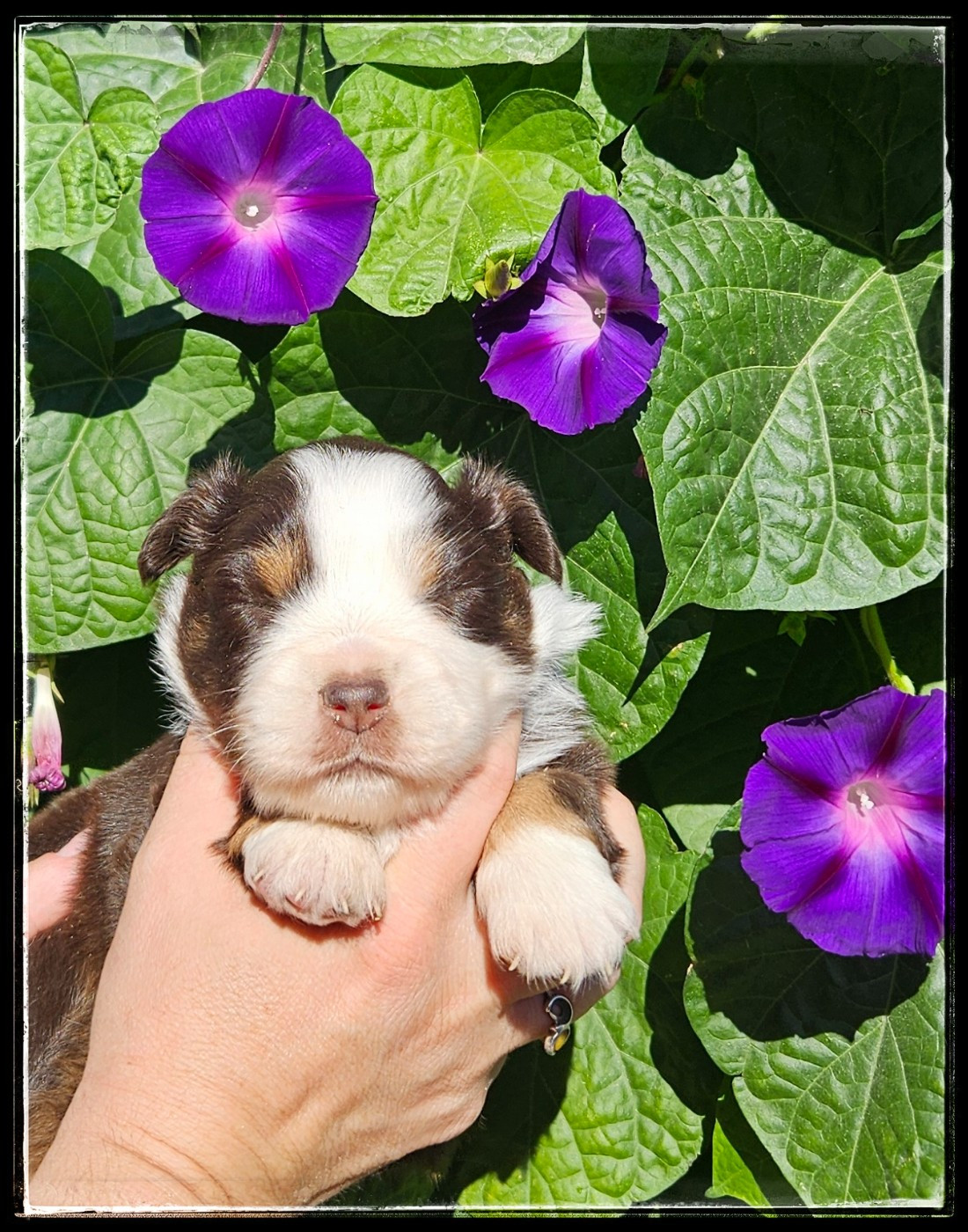 Du Diamant Des Neiges - Chiots disponibles - Berger Américain Miniature 