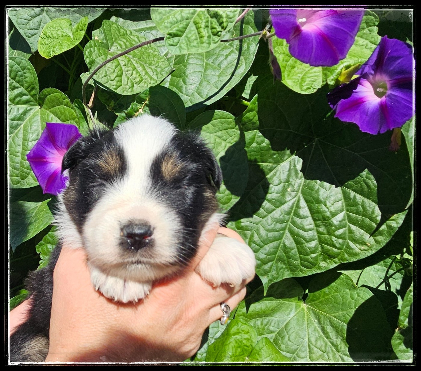 Du Diamant Des Neiges - Chiots disponibles - Berger Américain Miniature 