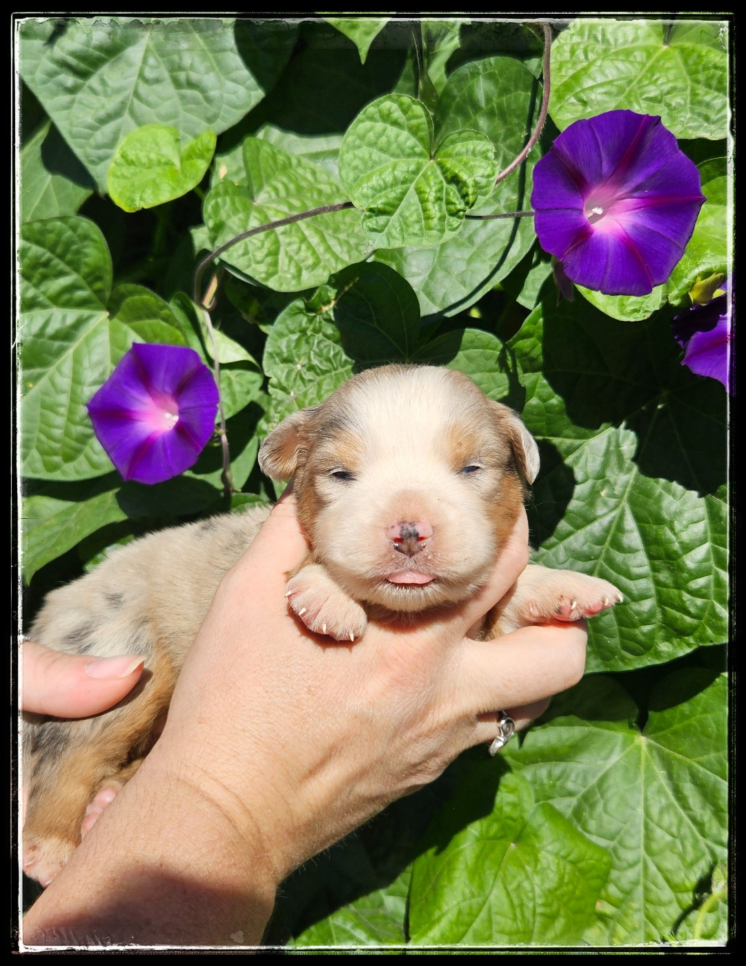 Du Diamant Des Neiges - Chiots disponibles - Berger Américain Miniature 
