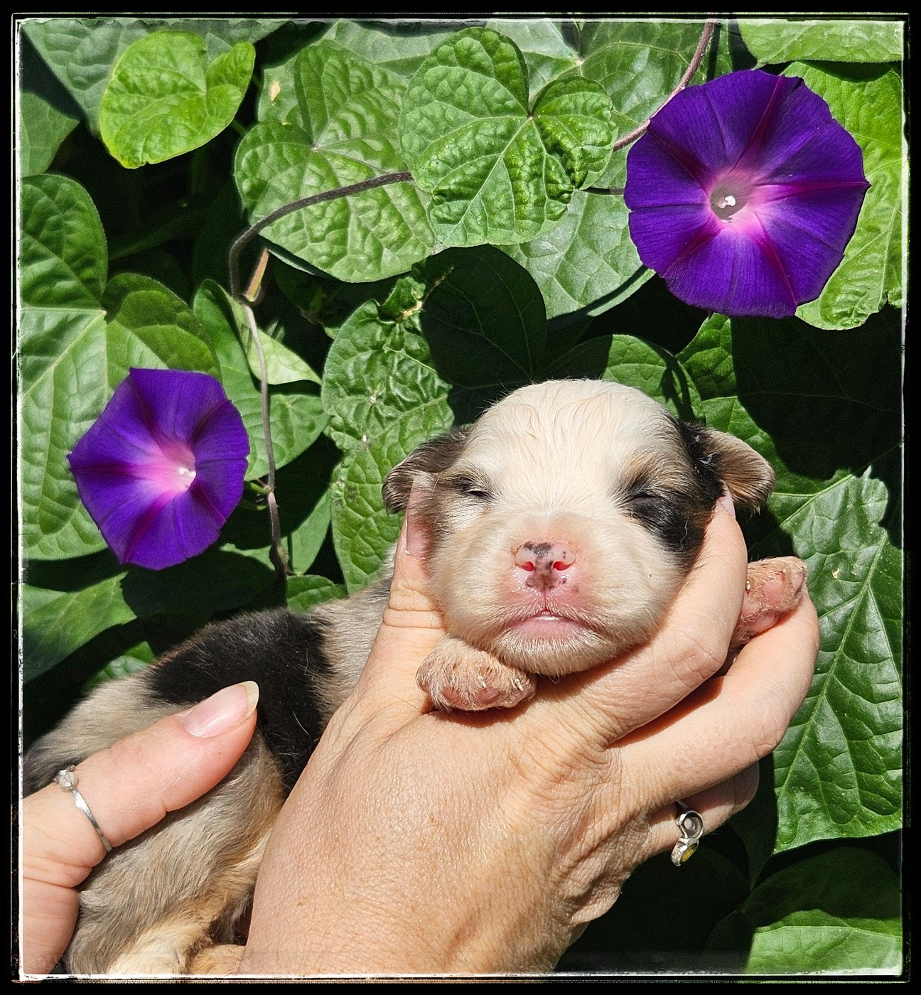 Du Diamant Des Neiges - Chiots disponibles - Berger Américain Miniature 