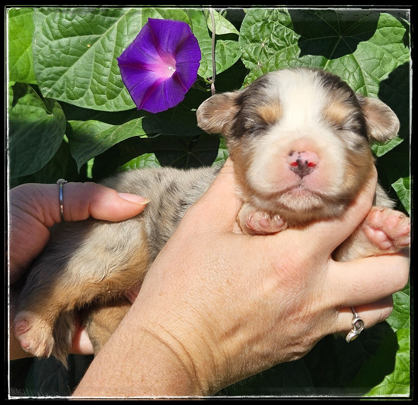 Du Diamant Des Neiges - Chiots disponibles - Berger Américain Miniature 