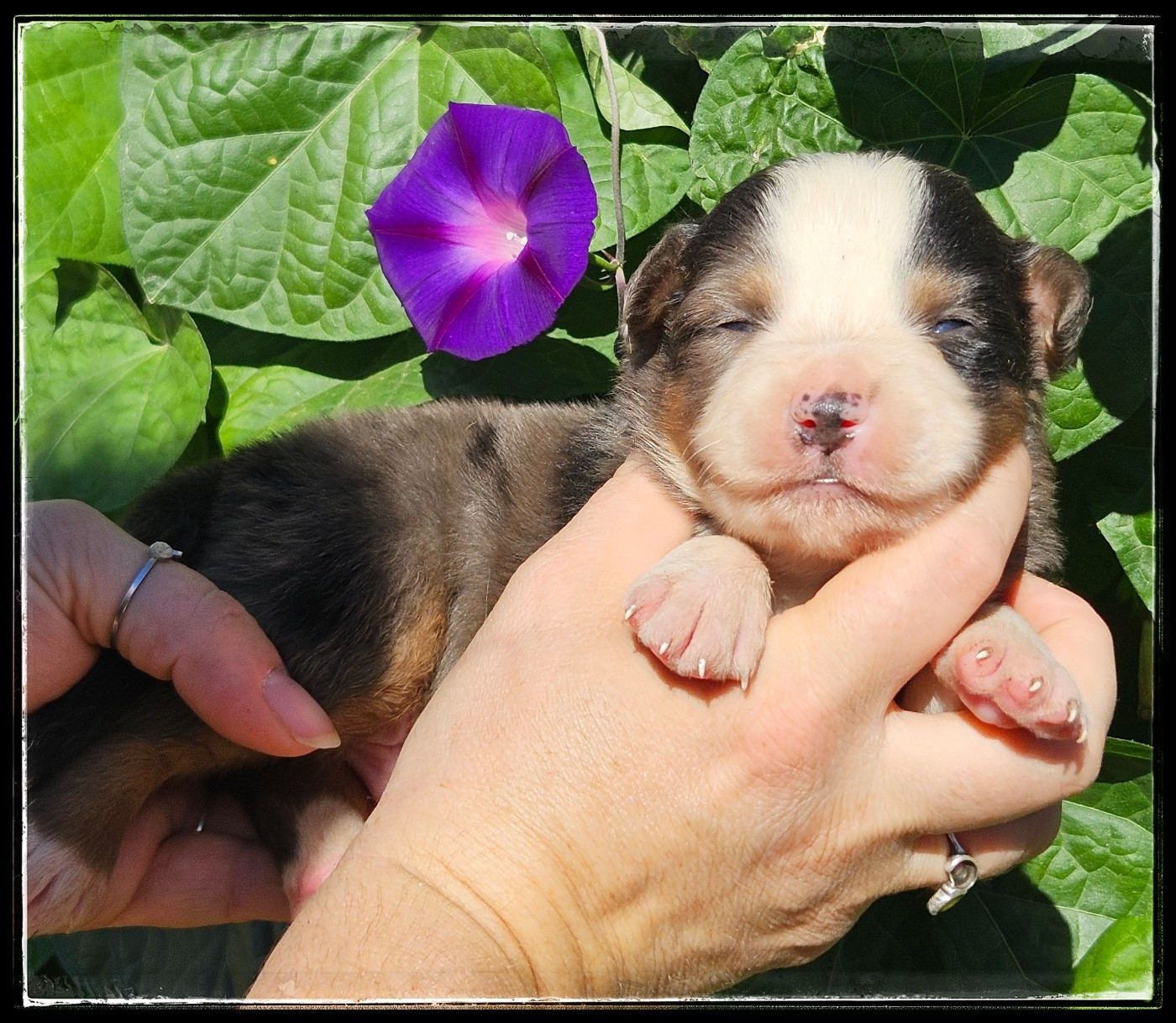 Du Diamant Des Neiges - Chiots disponibles - Berger Américain Miniature 